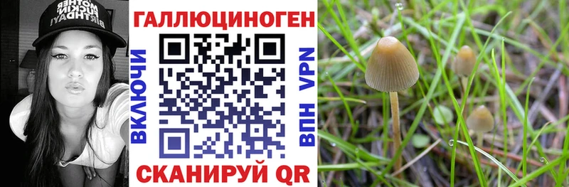 Псилоцибиновые грибы Psilocybe  Купить  Уссурийск 